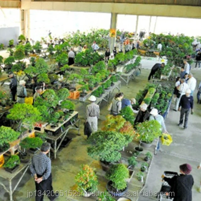 
Japanese Professional Real Bonsai Pot Tools 