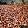 Trinitario Variety and Roasted Processing Type Sun Dried Cocoa Beans