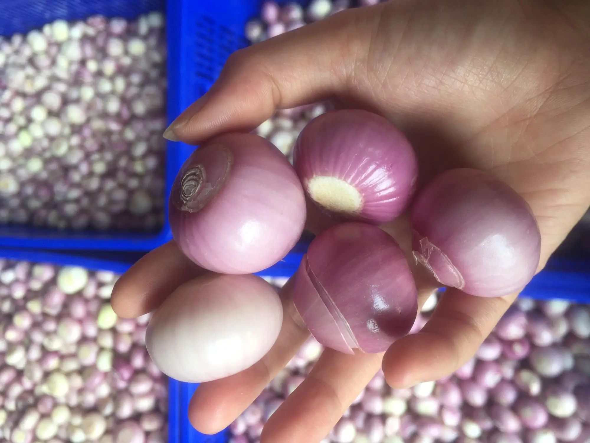 新鲜去皮洋葱亚洲,中东,日本和韩国市场