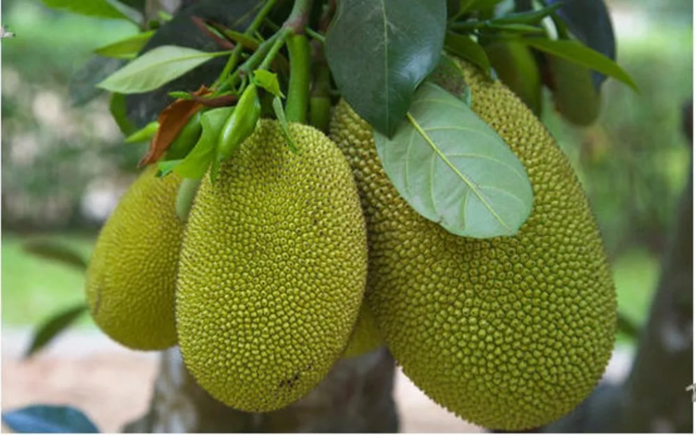 Frozen Jackfruit High Quality Buy Frozen Jackfruit,Frozen Jackfruit