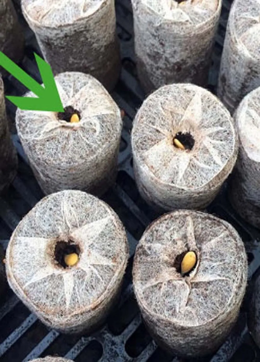 Coir Jiffy Plugs discs pellets From Vietnam Coco Peat Pellet Use As
