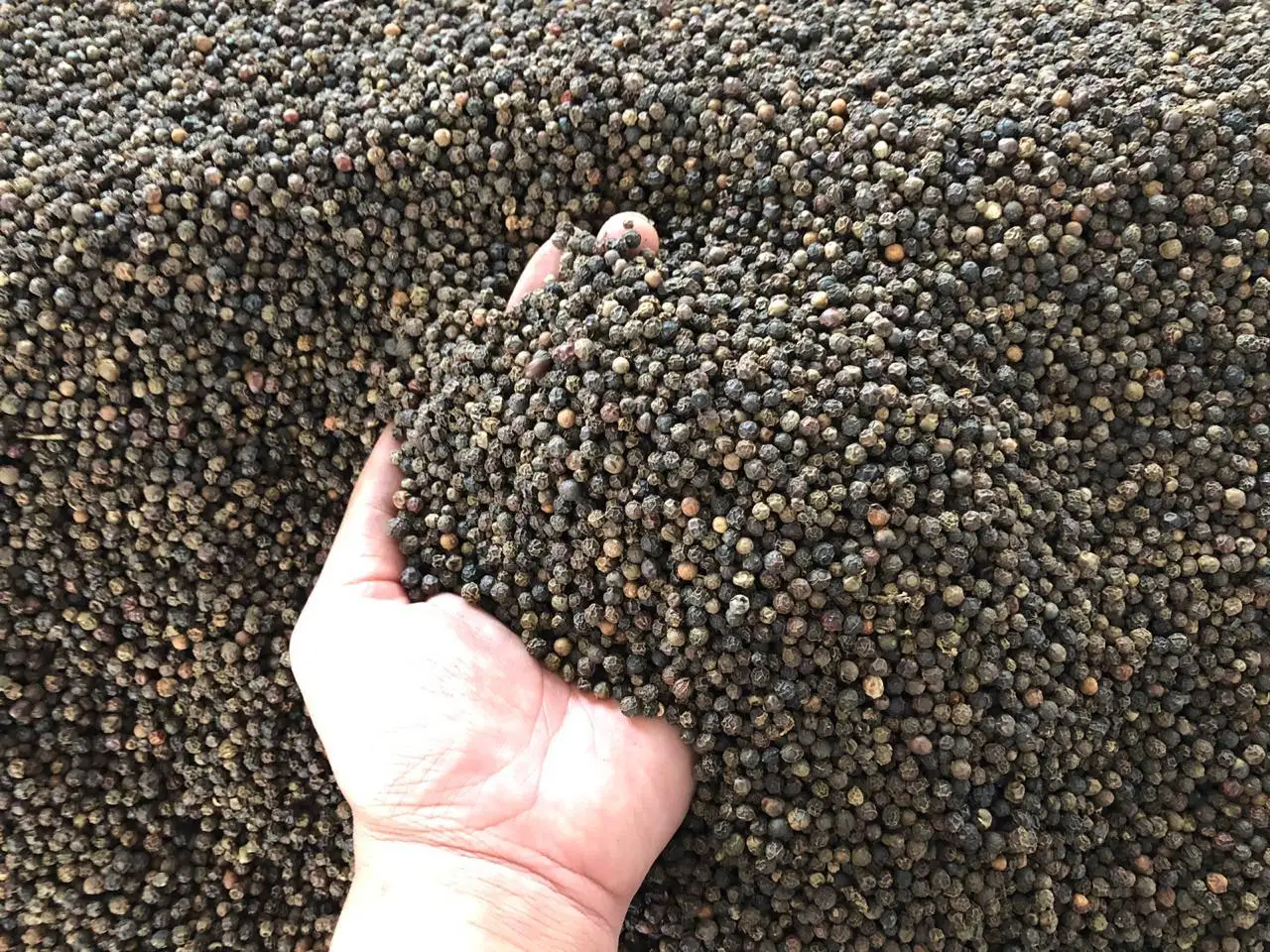 Vietnam Black Pepper 500g/l From Vinapro Group Buy Black Pepper