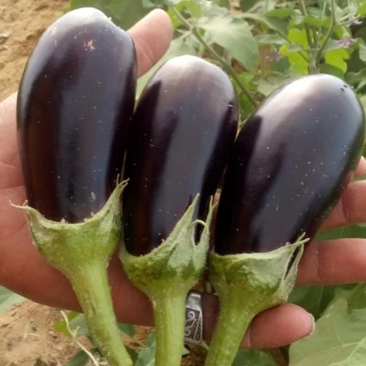 
Fresh Eggplant Origin Egypt 