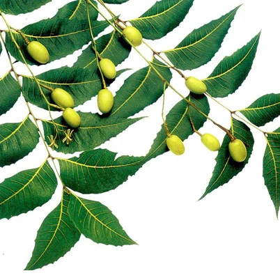 
Organic Neem Oil for agriculture and pesticide 