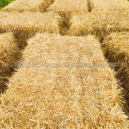 wheat Hay3.jpg