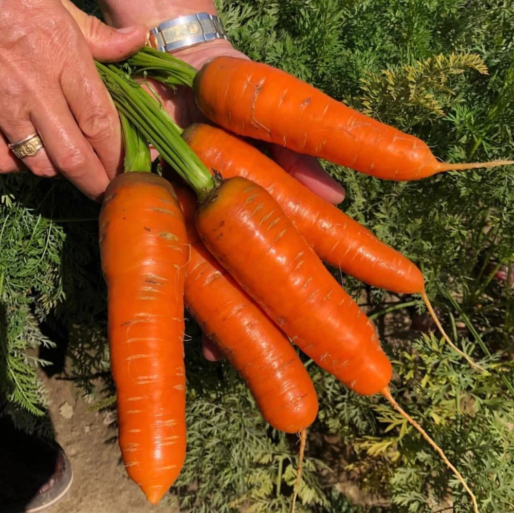 vietnamese fresh red carrot