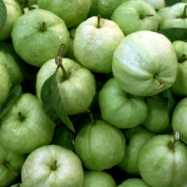 
FRESH GUAVA SWEET T/White TASTY GUAVA FRUIT OF THAILAND FACTORY SUPPLY NATURAL GUAJAVA FRUITS DELICIOUS HIGHEST QUALITY Per Tons 