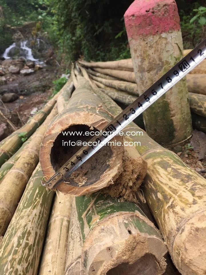 
Solid dried bamboo poles for gardening and construction from Vietnam 