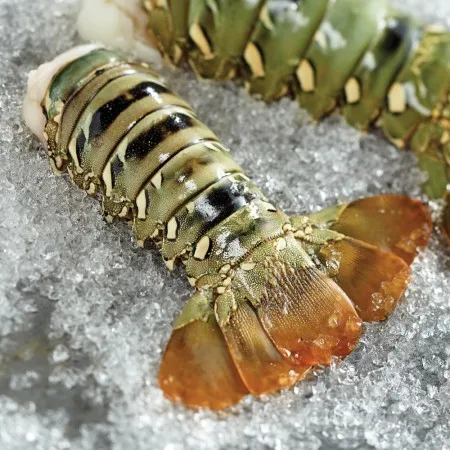 live crayfish and live lobsters rock lobster for sale