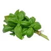 High Quality Natural fresh basil leaves