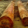 BUBINGA ROUND LOGS TIMBER FROM CAMEROON