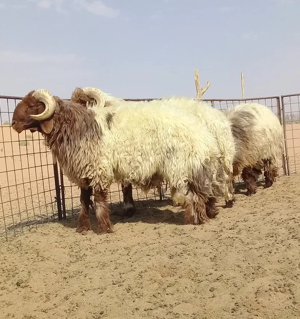 
Naimi sheep,cow,camel,sheep,goat,ox,bull  (62017865654)