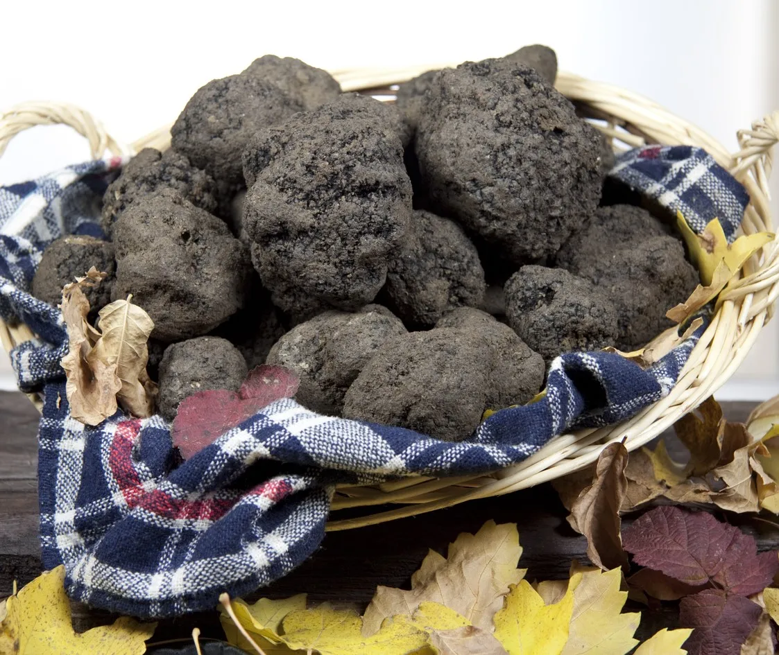
100% Italian, Tuscany Uncinato Truffle, Tuber Uncinatum Chatin 