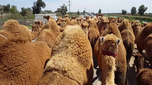 
Shall camels 