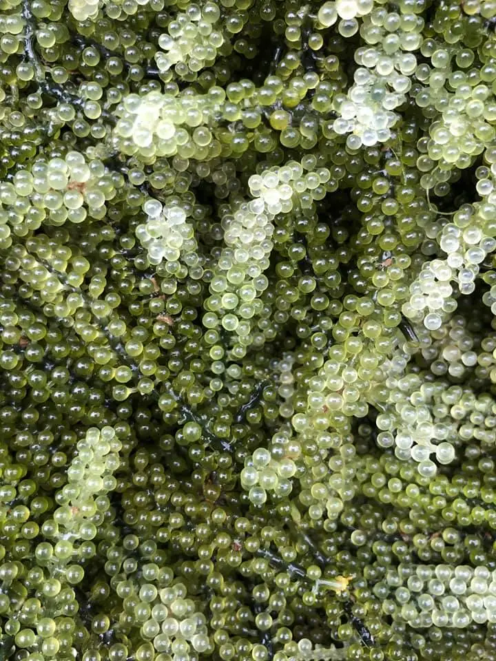 
100% NATURAL SEA GRAPE from VietNam//WHATSAPP +84-845-639-639 