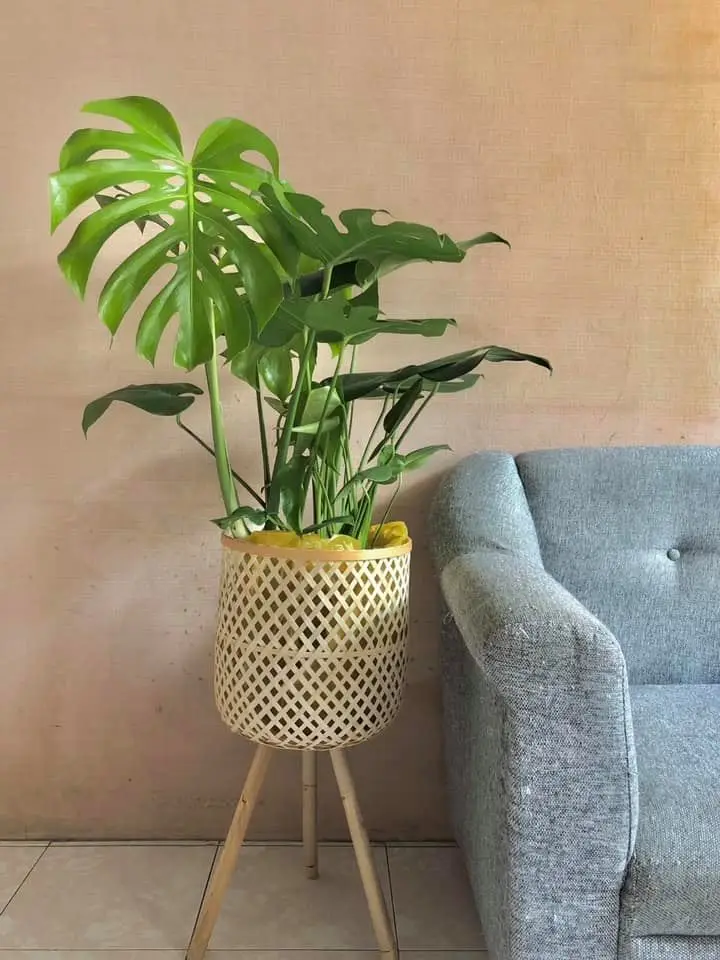 Wicker Stand Planter Pot - Unique Rattan Panel Planter Stand - Rattan ...