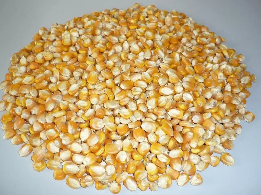 
Best Quality Natural Yellow Corn /Maize For Animal Feed Indian 