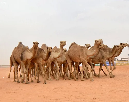 
Shall camels 