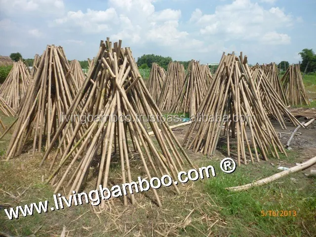 bamboo pole (2).jpg