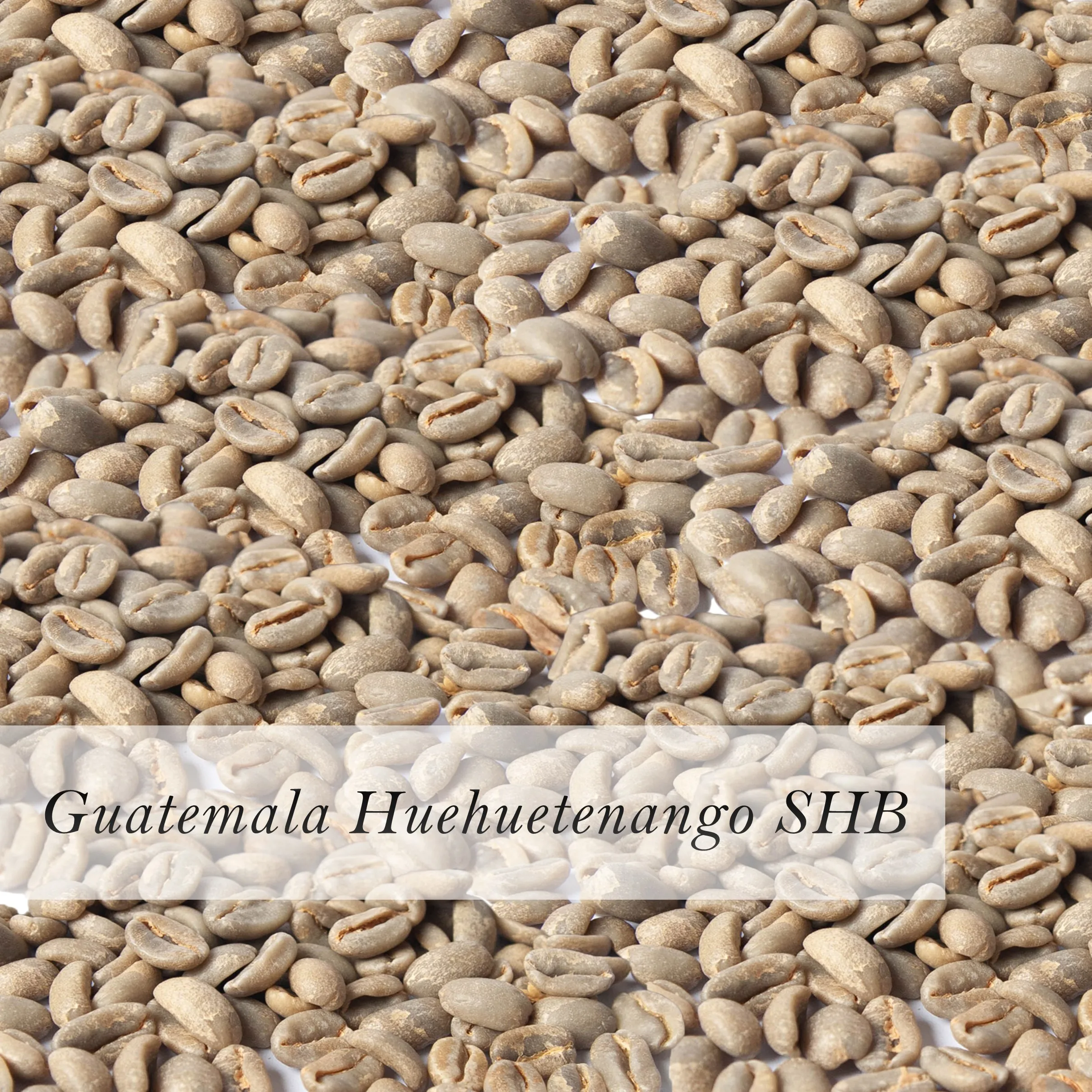 Guatemala Huehuetenango Shb Arabica Green Coffee Bean Wholesale Buy