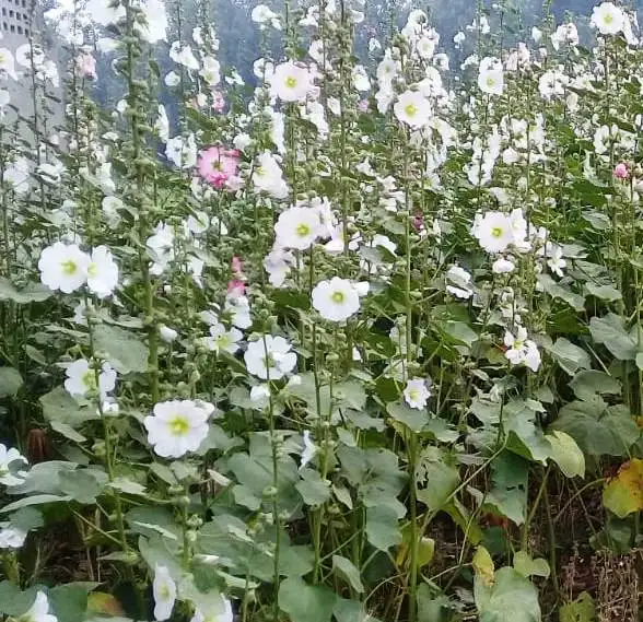 Herb Marshmallow,,.jpg