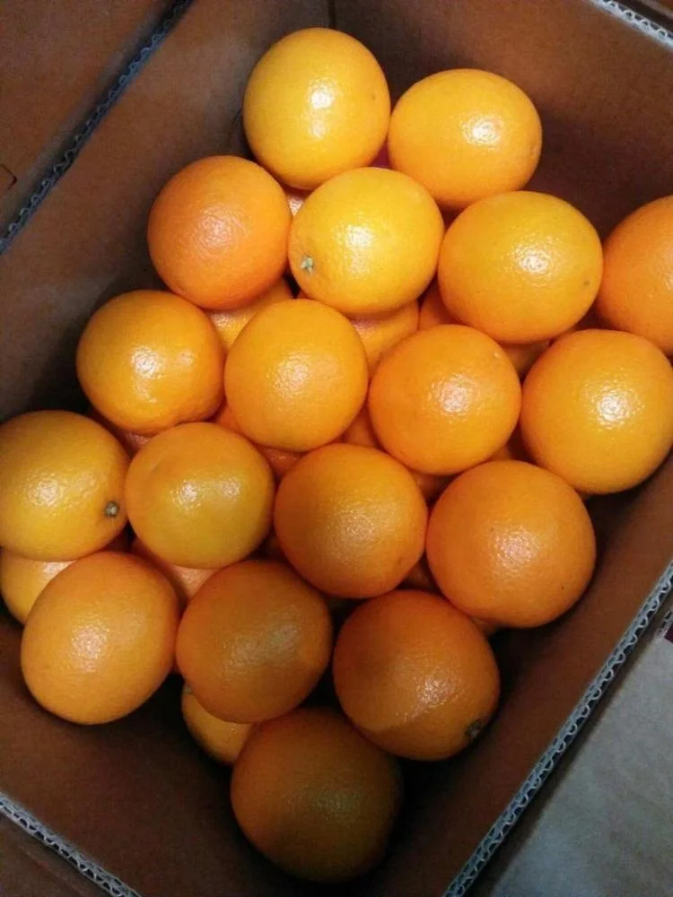 
Low Price For Fresh Orange Fruit Wholesale Valencia Navel Orange 