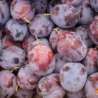 Quality Juicy Fresh / Dry Plums Now Available For Sale