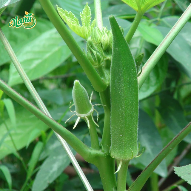 Fresh Frozen Okra Maturity From Viet Nam With Competitive Price