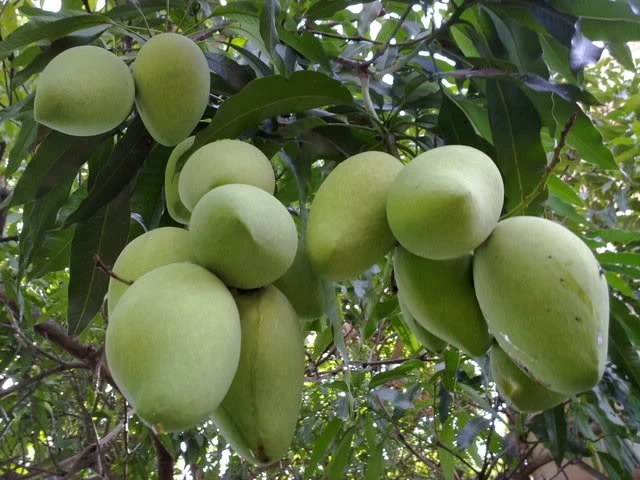 mango-agenas (2).jpg