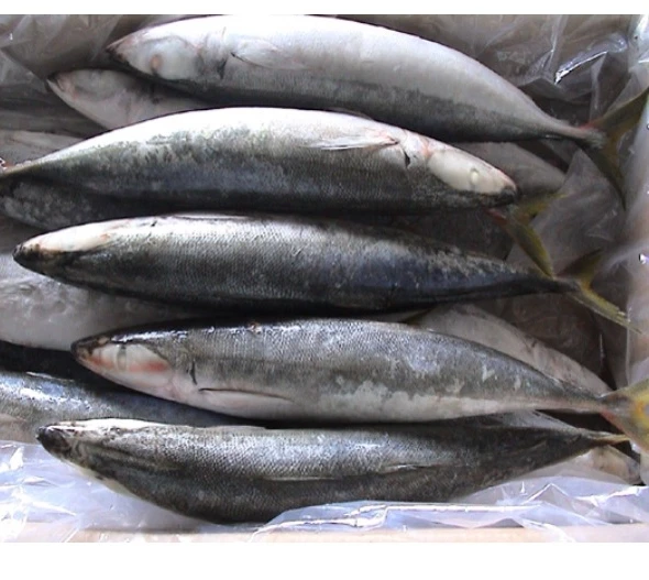 Frozen Bonito Fish 6.jpg