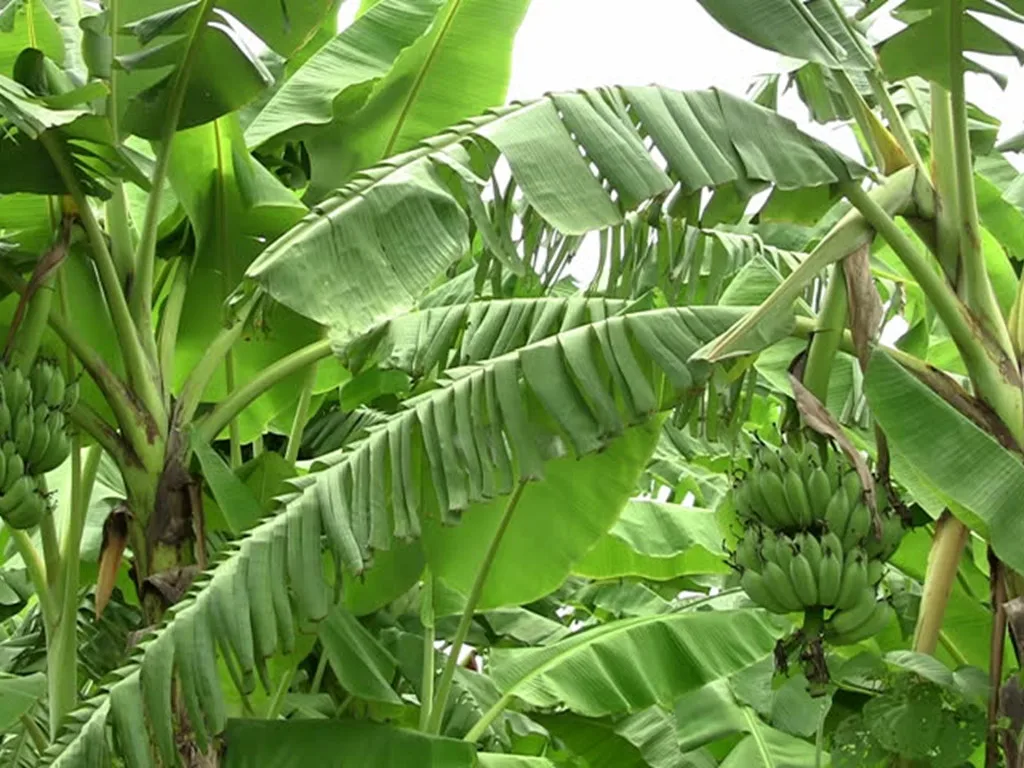 
SUPER CHEAP PRICE BANANA LEAF FOR PACKING FOOD/ WhatsApp +84 932398655 