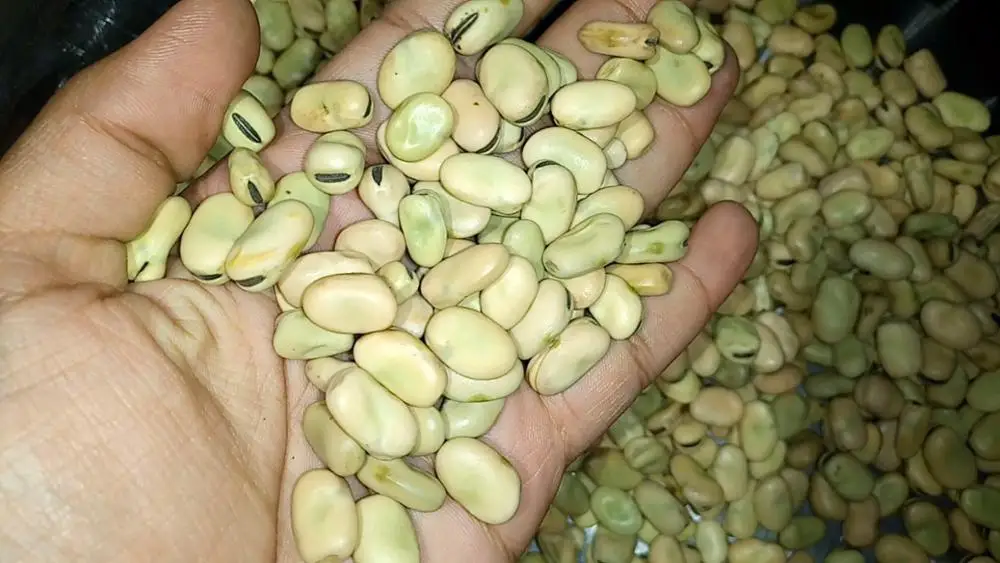 
Exceptional Broad Beans from the Heart of Ethiopia 