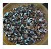 Cat eye shell( 0084587176063 whatsapp)