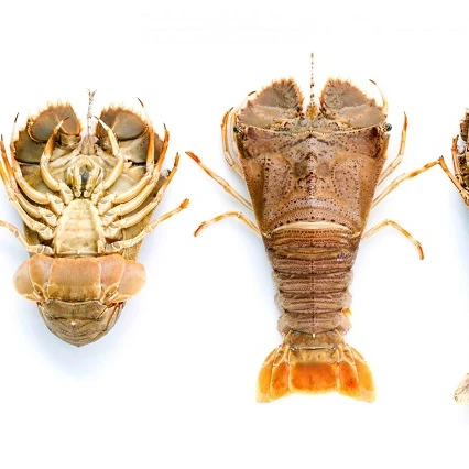 
Whole Fesh Slipper Lobster in Viet Nam 