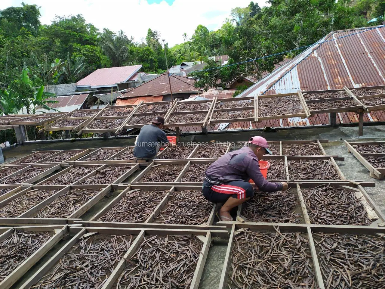 
Vanilla Beans Black Planifolia High Quality Origin Indonesia 