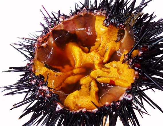 
VIETNAMESE SEA URCHIN ROE COMPETITIVE PRICE FOR WHOLESALES 