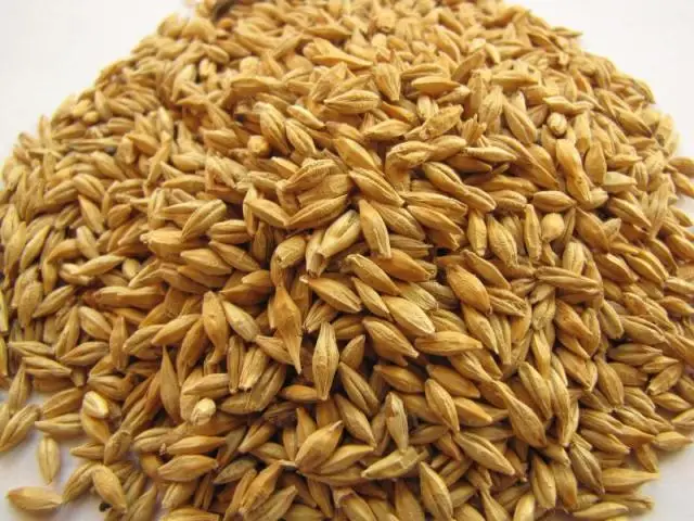 Feed Barley.jpg