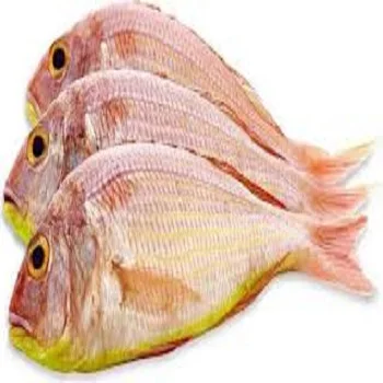 sultan fish For Sale