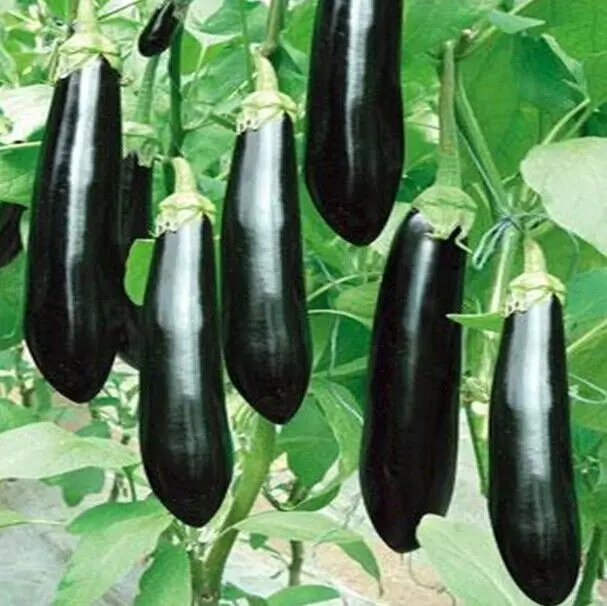 
HYBRID BADSHAH SEEDS 
