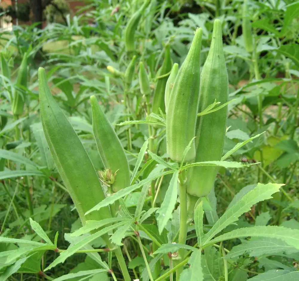 
Organic Fungicide - for Farms, Gardens, Fields, Home Gardens, Indoor plants - Pure Herbal Product - Organic Pesticide 