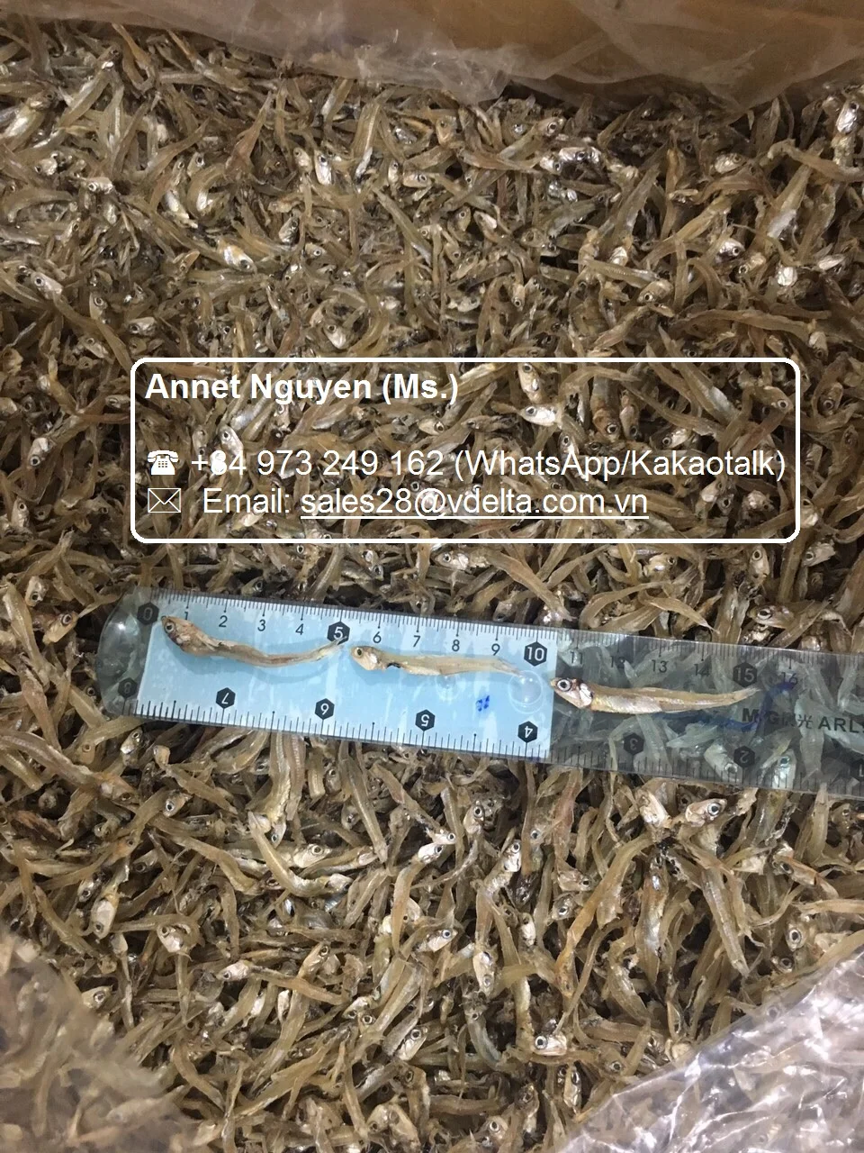 High Quality Dried Anchovies / Anchovy / Steamed Anchovies / Ms.thi