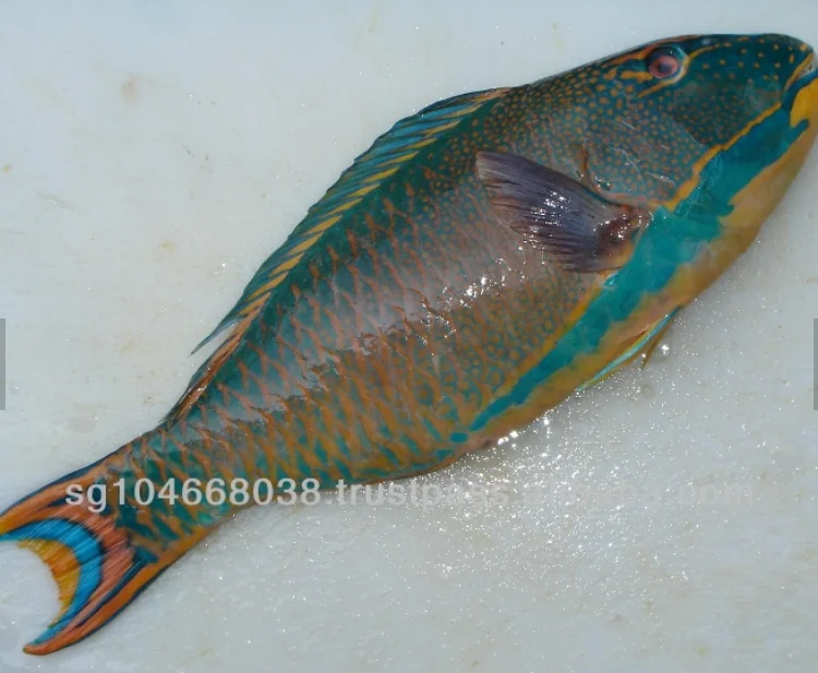 Wholesale Frozen Whole Body Parrot Fish Food Seafood Parrot Fish Food Seafood On Sale From Sri