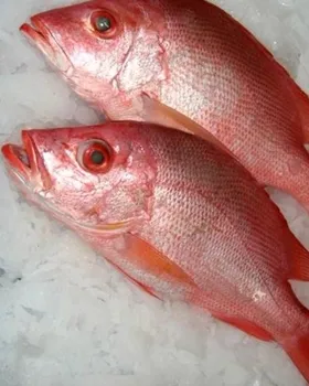fresh cheap the red grouper sunu tongsing fish whole sale frozen