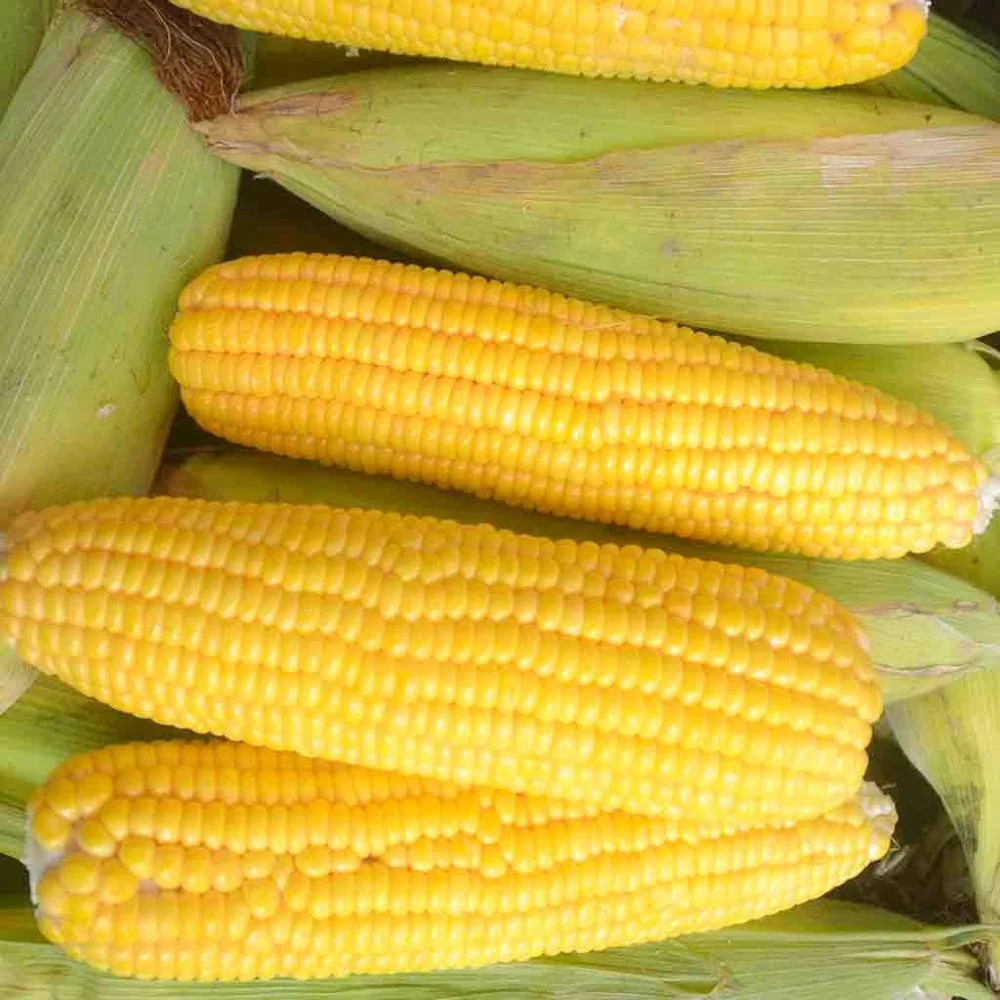 
yellow corn OF PREMIUM GRADE FOR SALE 