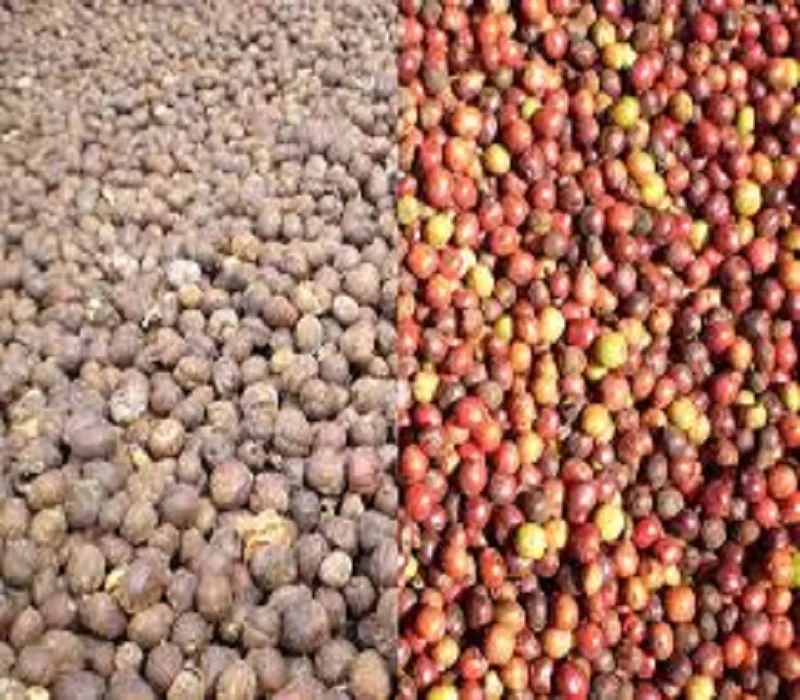 Robusta Coffee Seed 0.jpg