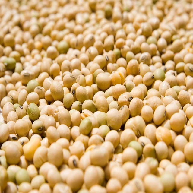 Premium/best Quality Non Gmo Grade Aa Soybean/soyabean For Oil,Soybean