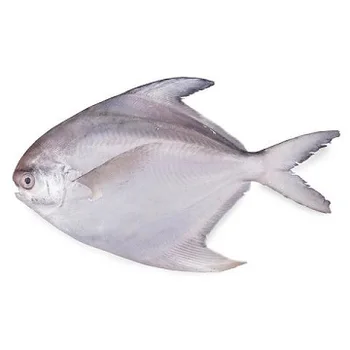 good sale fresh sea frozen white/silver pomfret wr indonesia