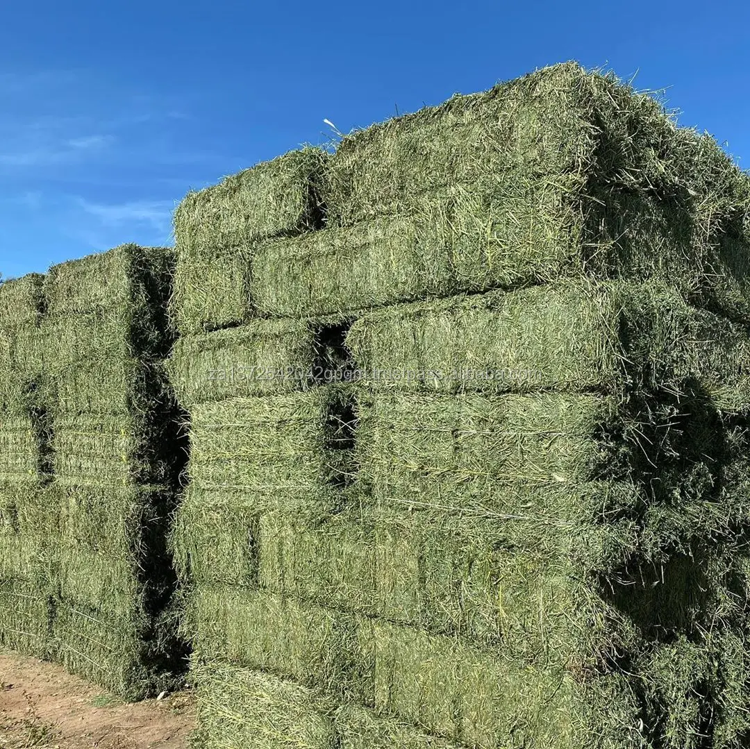 Animal Feed Sudan / Bermuda / Timothy / Alfalfa Hay - Buy Alfalfa ...