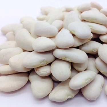
High Quality Dried Lima Beans 