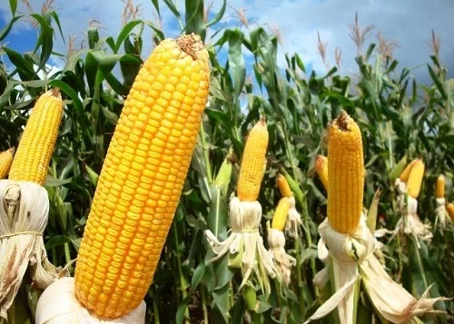 Resultado de imagen para pérdida de diversidad genética Maize, Corn, Glass gem c